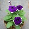 Petunia Deep Puple Lipstik - Gambar 2