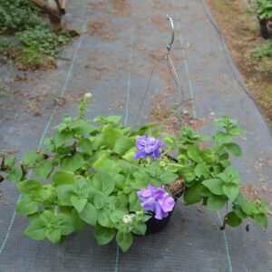 Petunia Purple Double