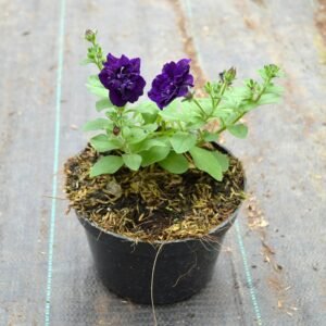 Petunia Deep Puple Double