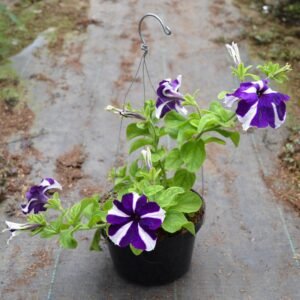 Petunia Deep Puple Stripe