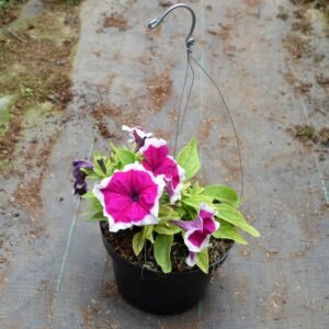 Petunia Magenta Lipstik