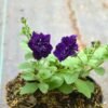 Petunia Deep Puple Double - Gambar 2