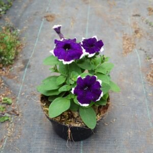 Petunia Deep Puple Lipstik