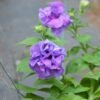 Petunia Purple Double - Gambar 2