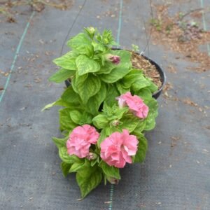 Petunia Soft Pink Double