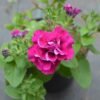 Petunia Magenta Double - Gambar 2