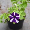 Petunia Deep Puple Stripe - Gambar 2