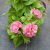 Petunia Soft Pink Double - Gambar 2