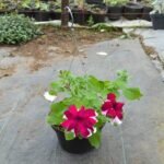 Petunia Red Stripe