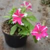 Petunia Pink Stripe - Gambar 2