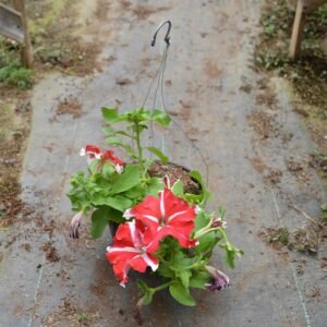 Petunia Orange Stripe