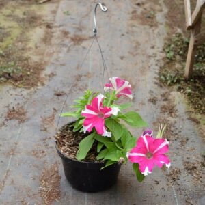 Petunia Pink Stripe
