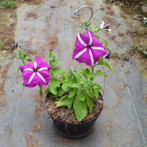 Petunia Purple Stripe