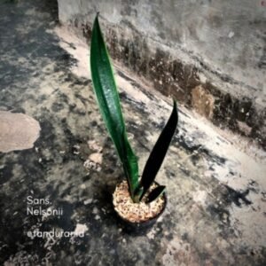 Sansevieria Nelsonii