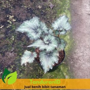 Begonia Rex Putz