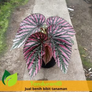 Begonia Brevirimosa Exotica Red