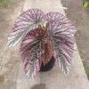 Begonia Brevirimosa Exotica Red - Gambar 2