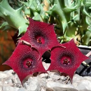 Kaktus Red Dragon ( Huernia Schneideriana )