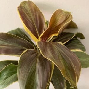 Cordyline Mocha Latte