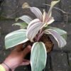 Cordyline Mocha Latte - Gambar 3