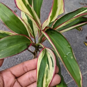 Cordyline Tricolor