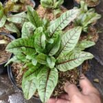 Red Sorrel ( Sorrel Red Veined )