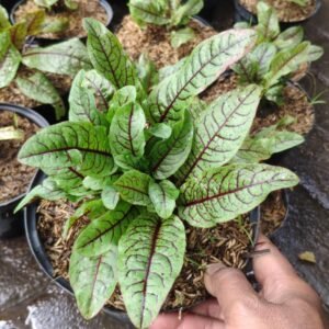 Red Sorrel ( Sorrel Red Veined )