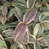 Cordyline Mocha Latte - Gambar 4