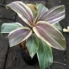 Cordyline Mocha Latte - Gambar 2