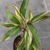 Cordyline Tricolor - Gambar 3