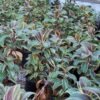 Cordyline Mocha Latte - Gambar 5
