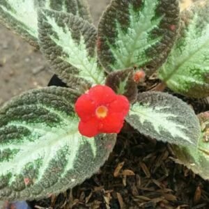 Episcia Cupreata