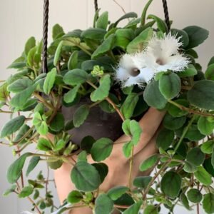 Episcia Dianthiflora (Bunga Putih)