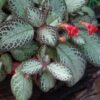 Episcia Cupreata - Gambar 4