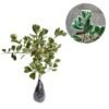 Beringin Kupu Kupu / Ficus Variegata / Ficus Triangularis - Gambar 2