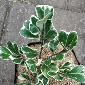 Beringin Kupu Kupu / Ficus Variegata / Ficus Triangularis