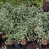 Beringin Kupu Kupu / Ficus Variegata / Ficus Triangularis - Gambar 3