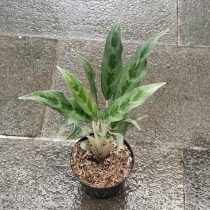Aglaonema Bamboo