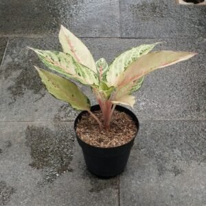 Aglaonema Cinderella