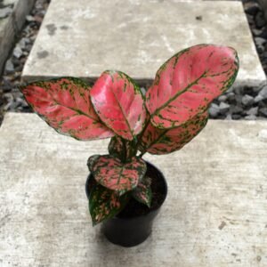 Aglaonema Big Apple
