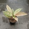 Aglaonema Cinderella - Gambar 2