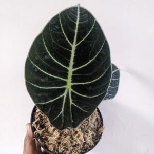 Alocasia Black Velvet