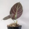 Alocasia Black Velvet - Gambar 3