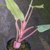 Philodendron Painted Lady - Gambar 3