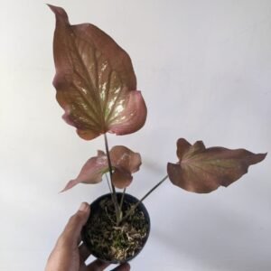 Caladium Black Scorpion
