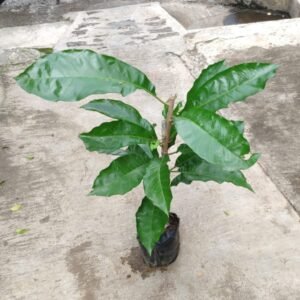 Ross Sapote