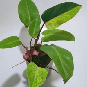 Philodendron Painted Lady