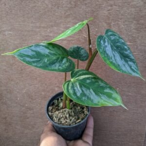 Philodendron Sodiroi