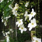 Thunbergia Putih