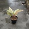 Aglaonema Cinderella - Gambar 3